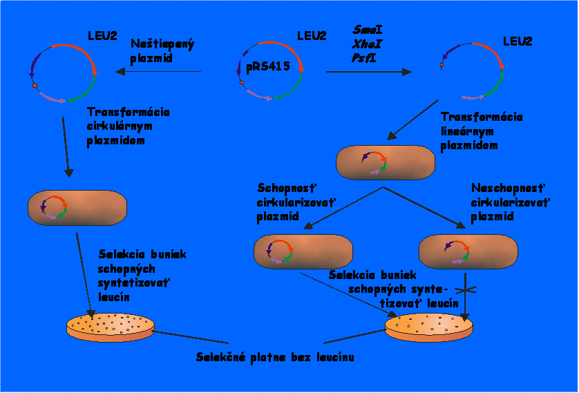 plazmidova assay